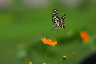 Close-up of butterfly pollinating on flower