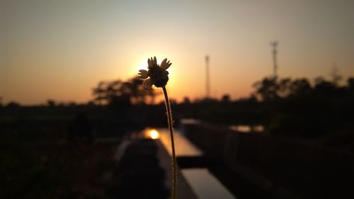 Close-up of silhouette flowering plant against sunset sky