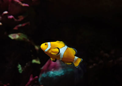 Yellow fish swimming in sea