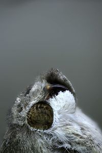 Close-up of an animal eye