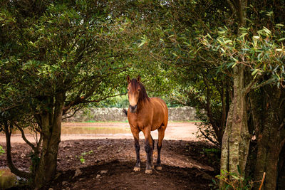 Horses on pasture, in the heard together, happy animals, portugal lusitanos