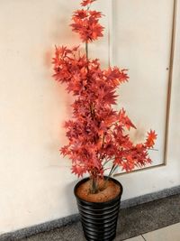 Close-up of potted plant on window