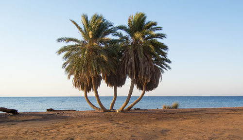 Palm trees on beach against clear sky