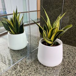 Close-up of potted plant against white wall
