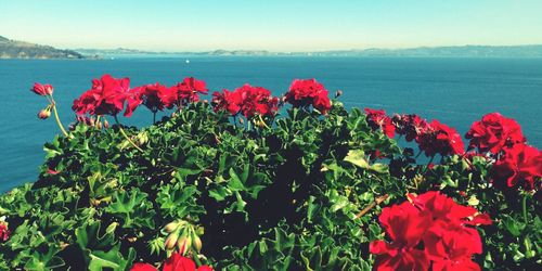 Close-up of red hibiscus blooming by sea against sky