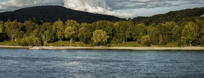 Scenic view of lake in forest