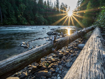 Sunlight falling on log in forest