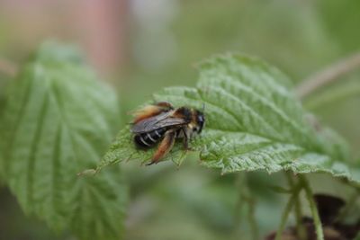 Close-up of insect on leaf