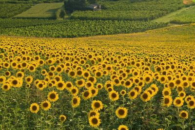 Close-up of sunflower field