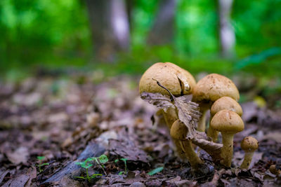 Close-up of mushroom growing on field