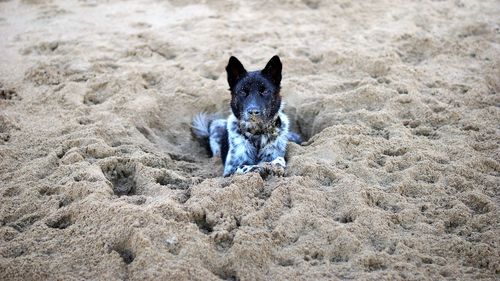 Portrait of dog relaxing at beach