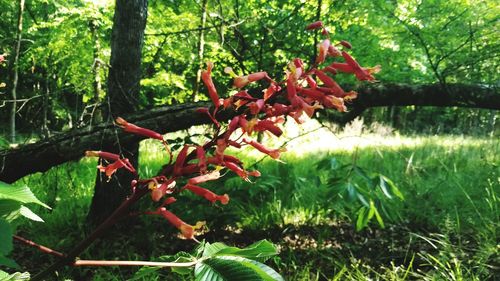 Close-up of red flowering plant