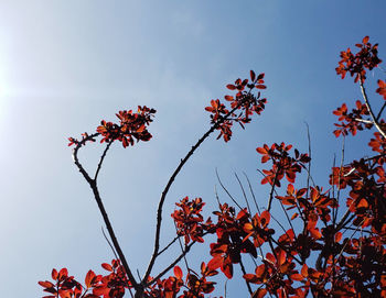 Low angle view of flowering plant against sky