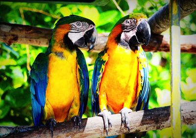 Close-up of parrot perching on wood