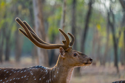 Deer in a forest