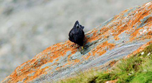 Close-up of bird perching on wood