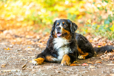 Dog looking away while sitting on land