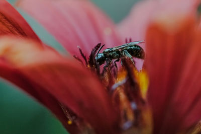 Close-up of insect on flower