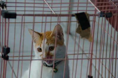 Portrait of cat in cage