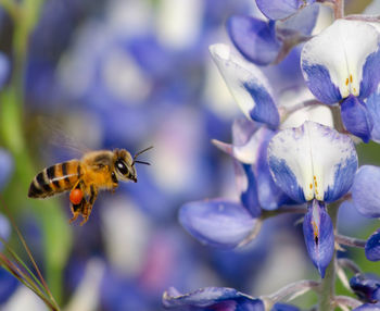 Honey bee flying to collect pollen from a texas bluebonnet plant