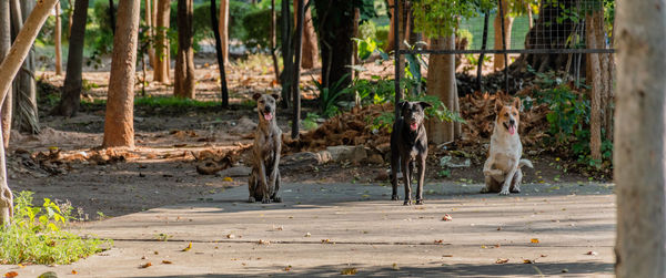 Dog thai portait