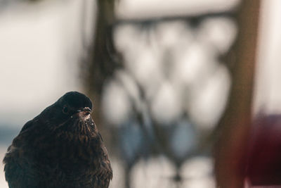 Close-up of a bird