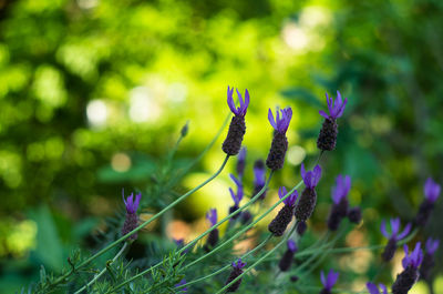 Close-up of purple flowers