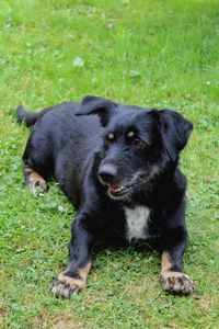 Black dog relaxing on field