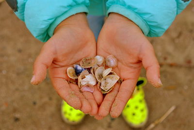 Low section of child holding animal shell at beach