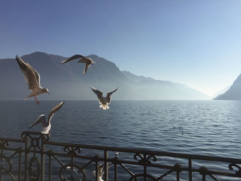 Seagulls flying over sea against sky