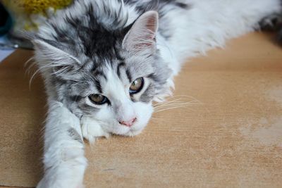 Close-up of maine coon cat relaxing on wooden table