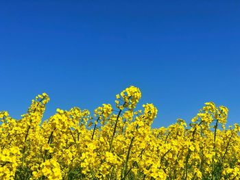 Yellow flowering plants against blue sky