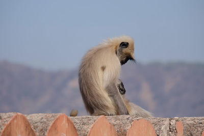 Monkey sitting on rock against sky