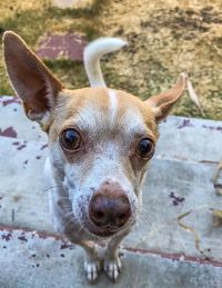 Portrait of dog standing outdoors