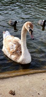 Swan swimming in lake