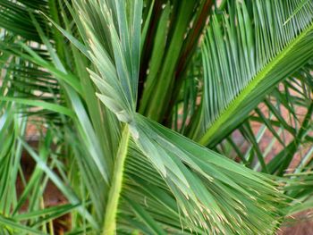 Close-up of green leaves