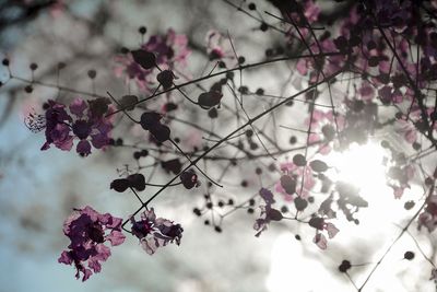 Low angle view of pink flowers