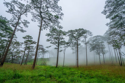 Landscape pine tree forest in the mist at phu soi dao national park uttaradit province thailand