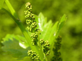 Close-up of flowers