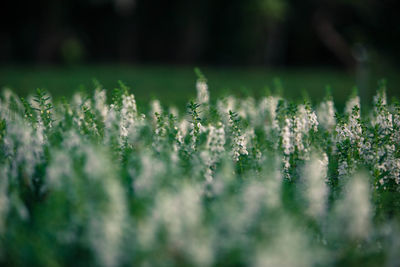 Close-up of plants on field