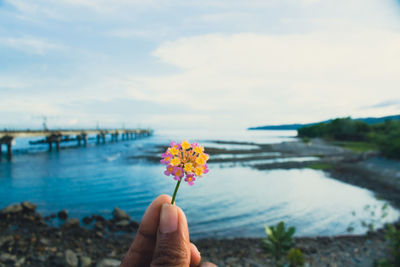 Person holding flowering plant against sky