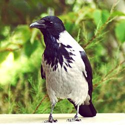 Close-up of bird perching on branch