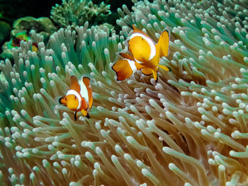 The common or false clownfish in an anemone in el nido, palawan