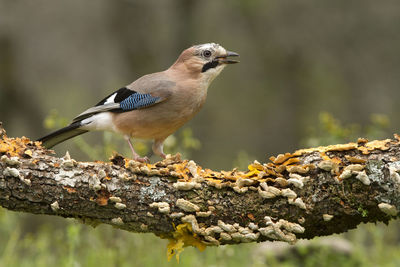 Close-up of bird perching on wood