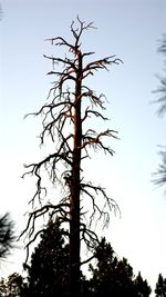 Low angle view of silhouette tree against clear sky