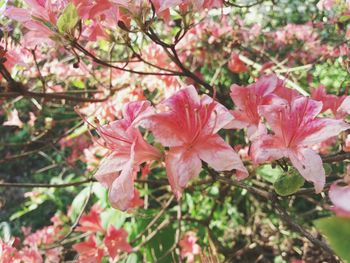 Close-up of pink cherry blossoms in spring