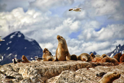 Seals on rock formation against cloudy sky
