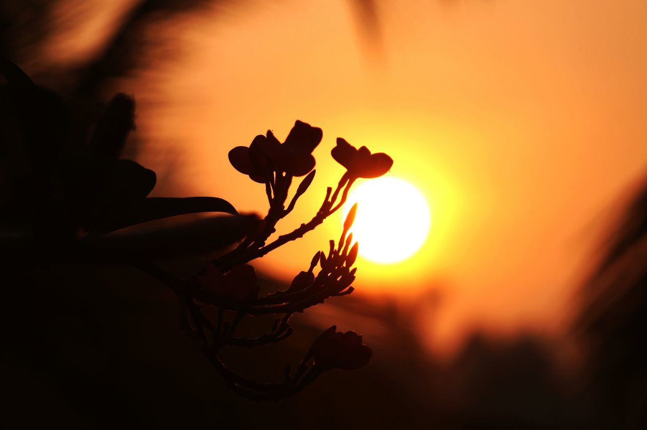 sunset, flower, close-up, silhouette, beauty in nature, fragility, focus on foreground, plant, petal, orange color, nature, growth, stem, sun, flower head, sky, selective focus, freshness, single flower, sunlight