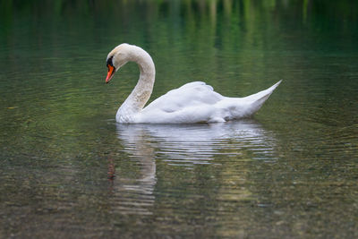 Swan floating on tranquil lake