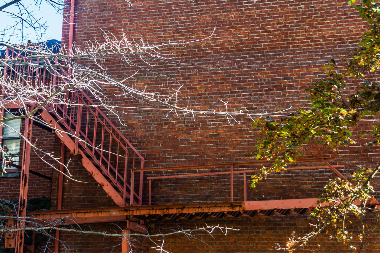 IVY ON BRICK WALL OF BUILDING